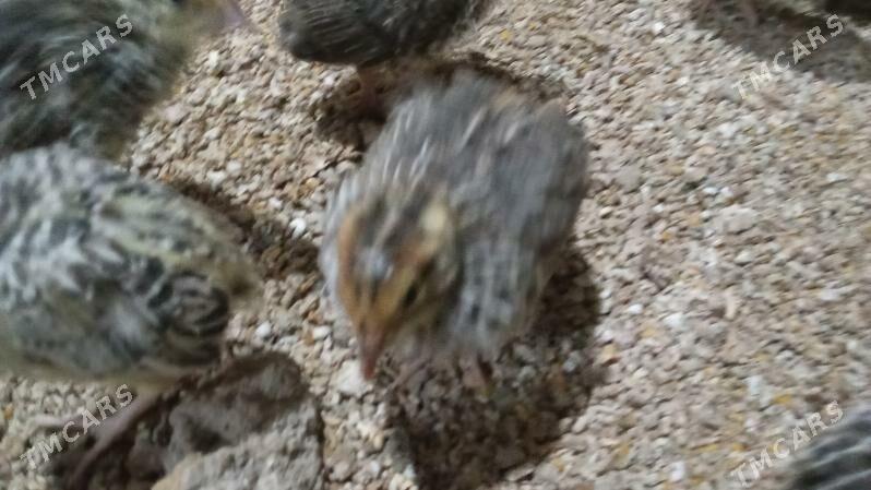 Bedene juje - Bedew - img 1