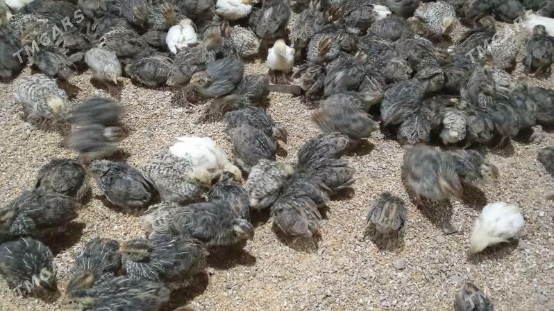 Bedene juje - Bedew - img 2