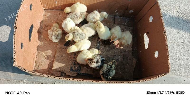 İnduk juyje - Sakarçäge - img 1