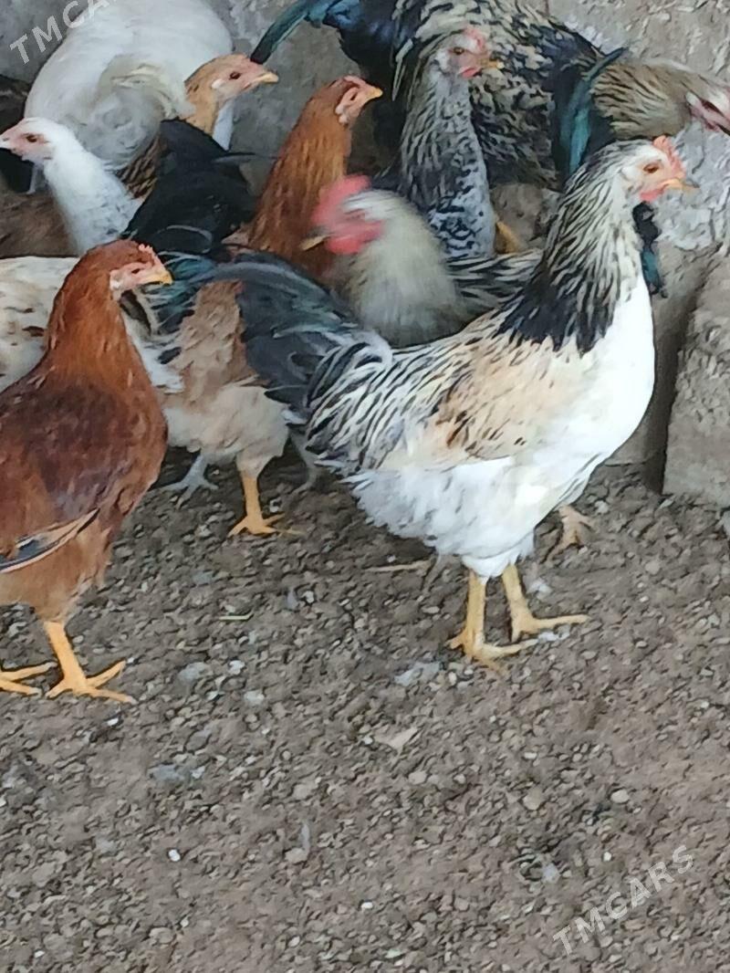 horozlar - Mary - img 3