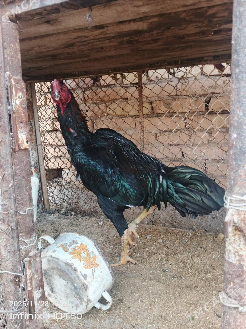 horaz juje - Dänew - img 2