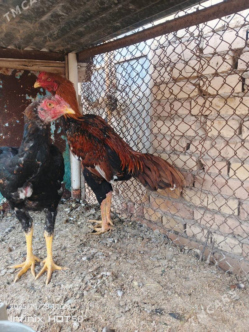 horaz juje - Dänew - img 5