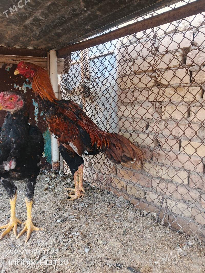 horaz juje - Dänew - img 4