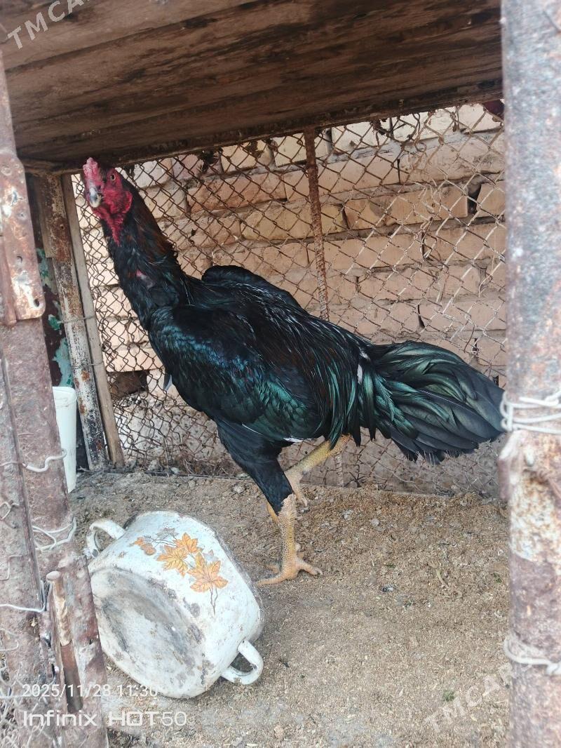 horaz juje - Dänew - img 3