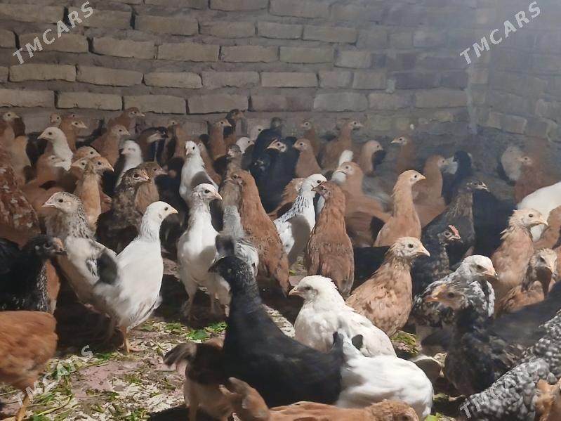 Juyje - Tejen - img 2