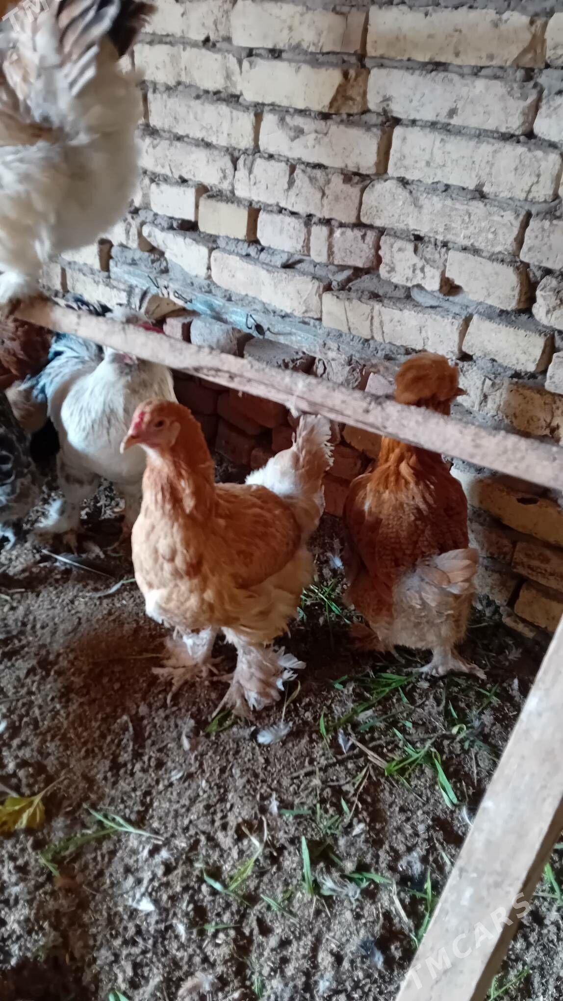 parodniy  tovuk yumurtga - Туркменабат - img 5