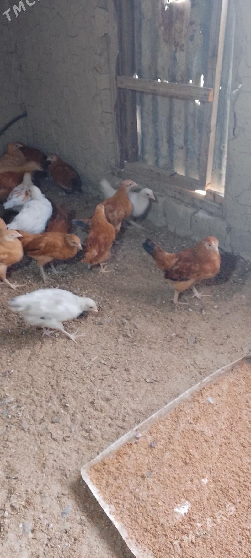 jùje - Bäherden - img 1