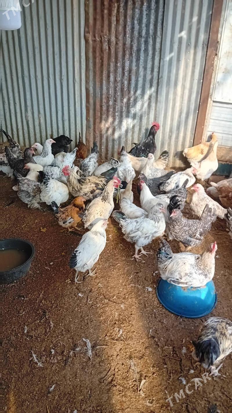 parodniy  tovuk yumurtga - Туркменабат - img 10