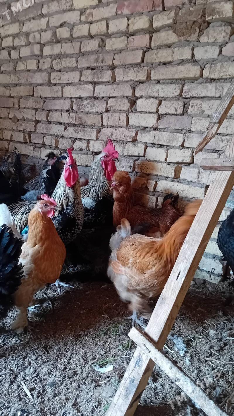 parodniy  tovuk yumurtga - Туркменабат - img 3