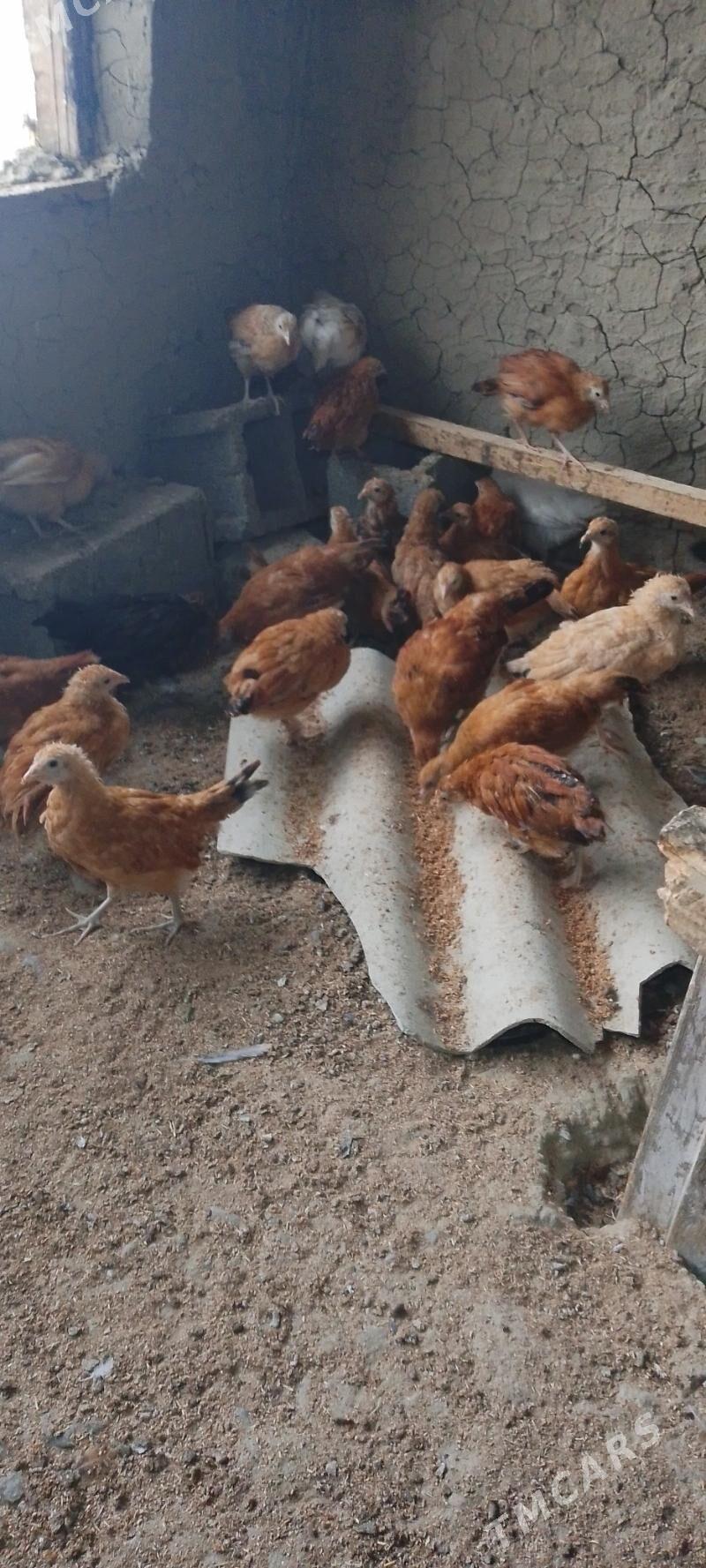 jùje - Bäherden - img 2