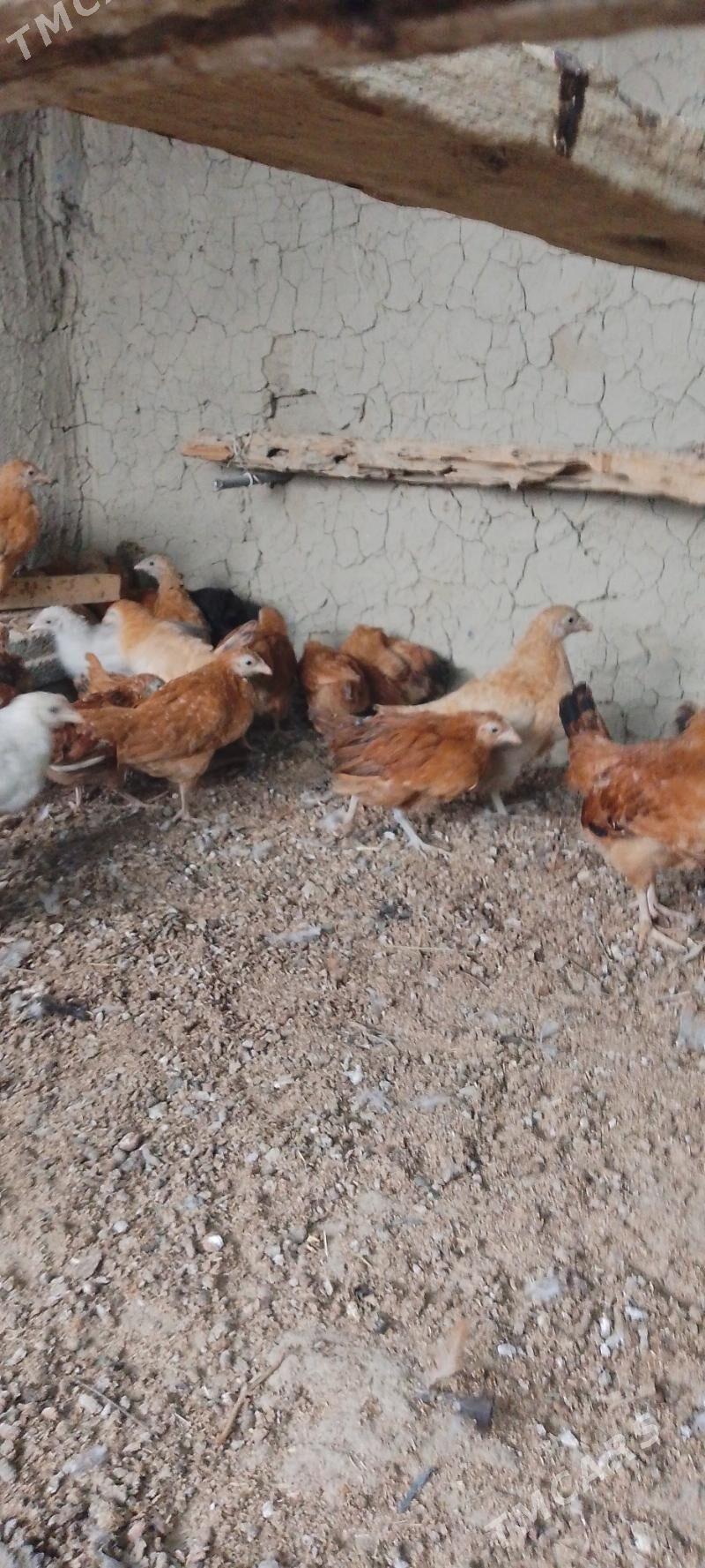 jùje - Bäherden - img 3