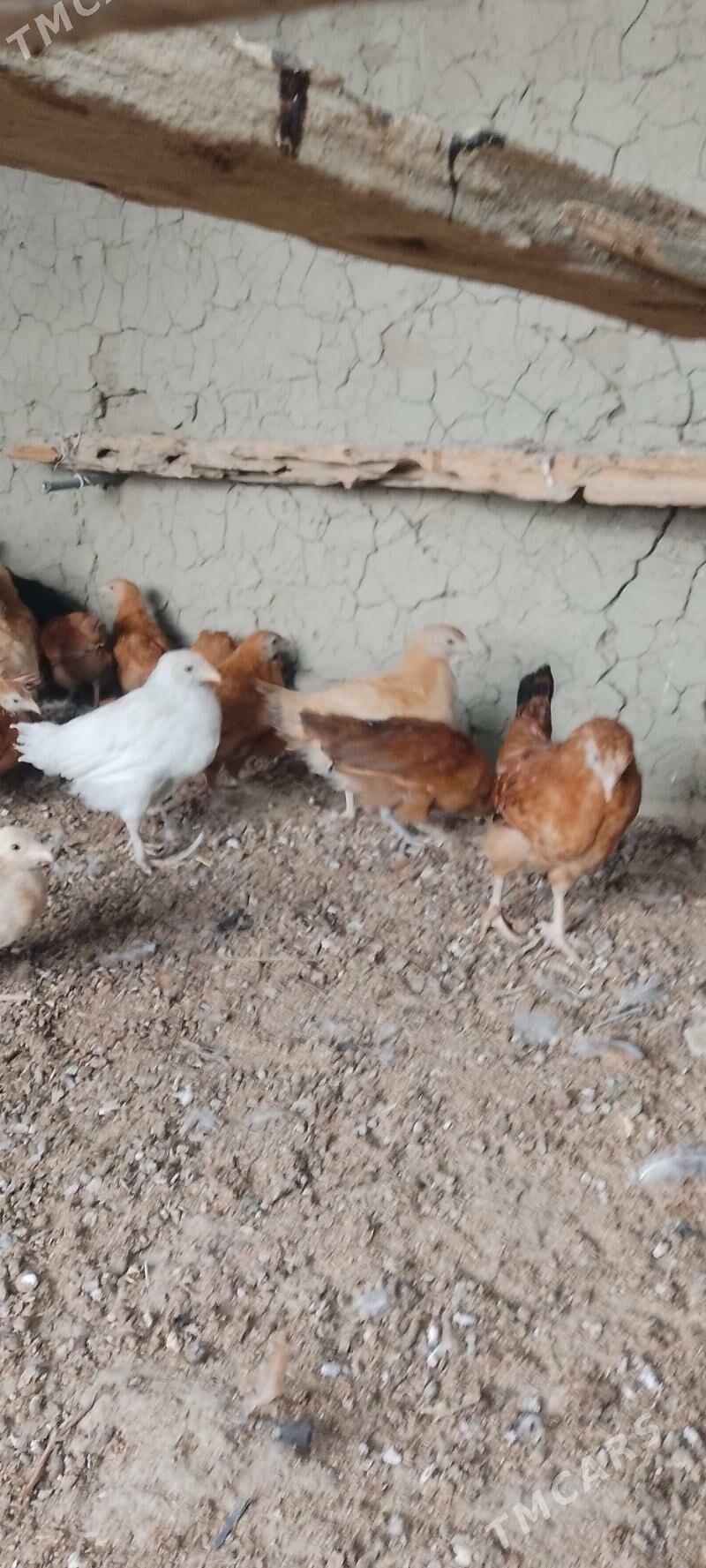 jùje - Bäherden - img 4