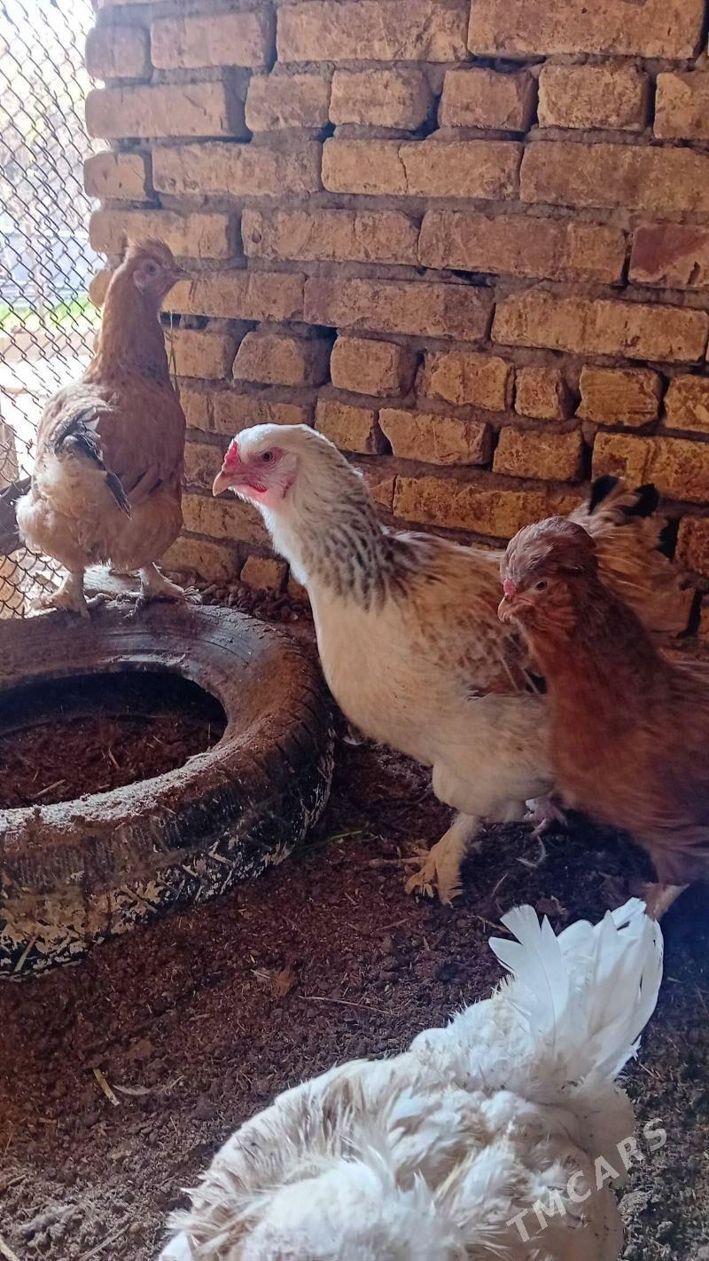 parodniy  tovuk yumurtga - Туркменабат - img 1