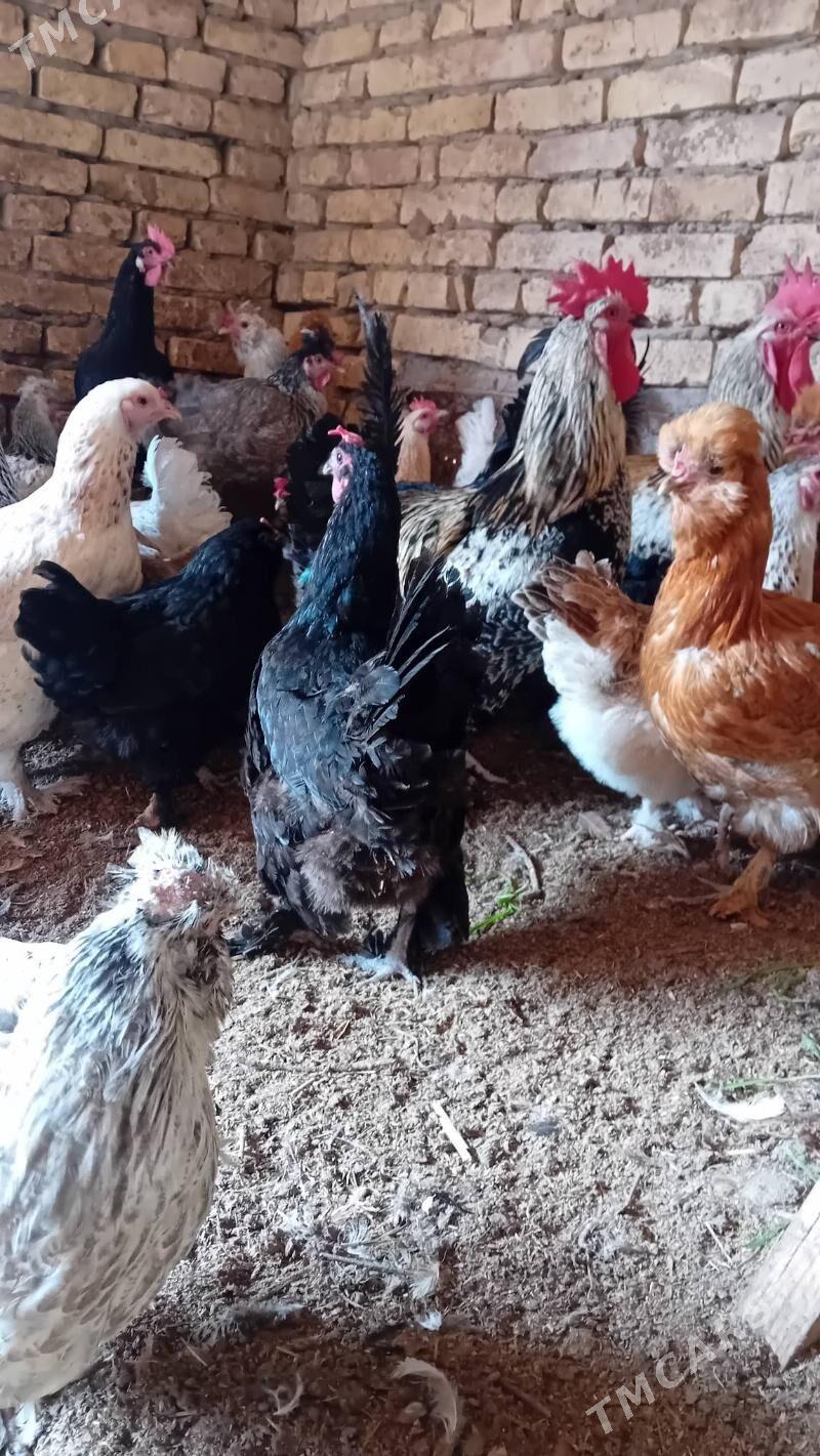 parodniy  tovuk yumurtga - Туркменабат - img 4