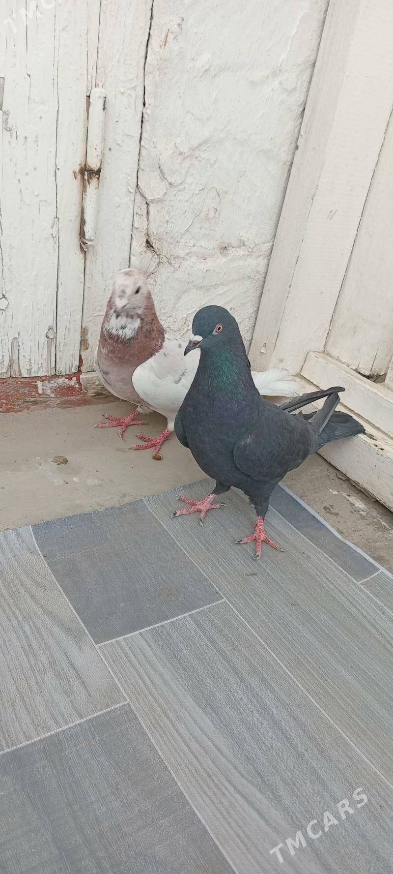 kepderi - Gyzylarbat - img 3