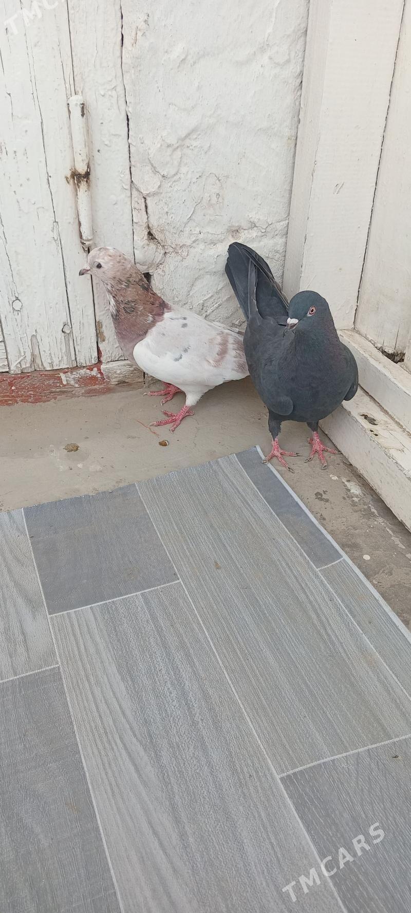 kepderi - Gyzylarbat - img 2