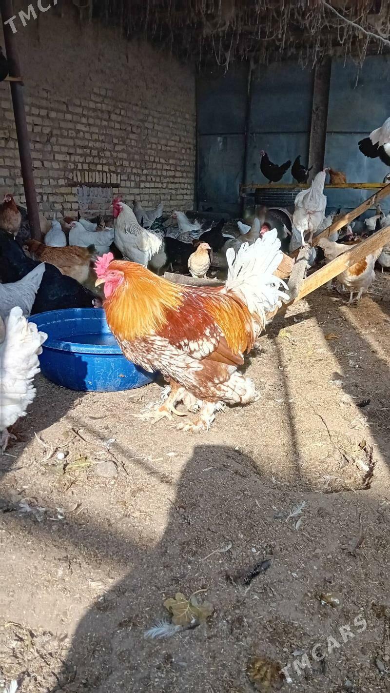 parodniy  tovuk yumurtga - Туркменабат - img 11