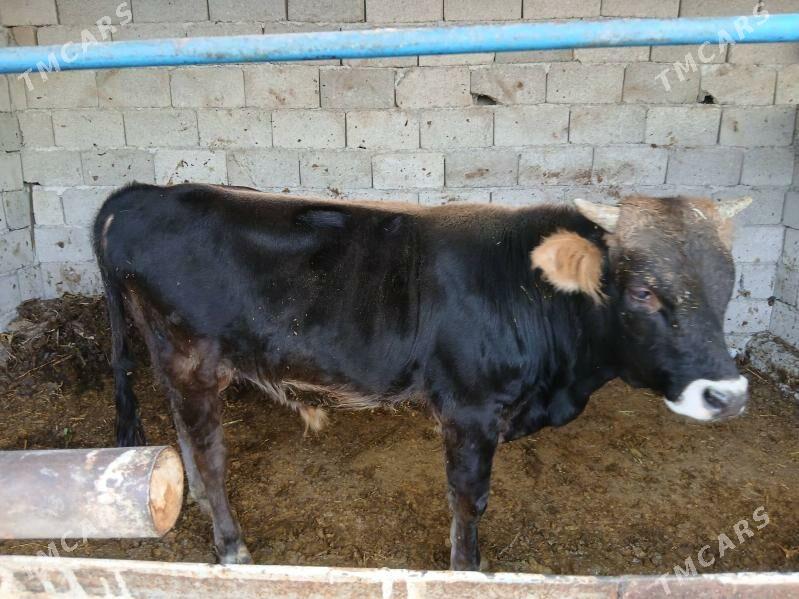 Okuz - Büzmeýin - img 3