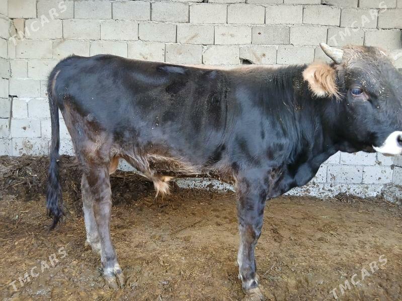 Okuz - Büzmeýin - img 2