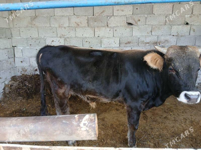 Okuz - Büzmeýin - img 4