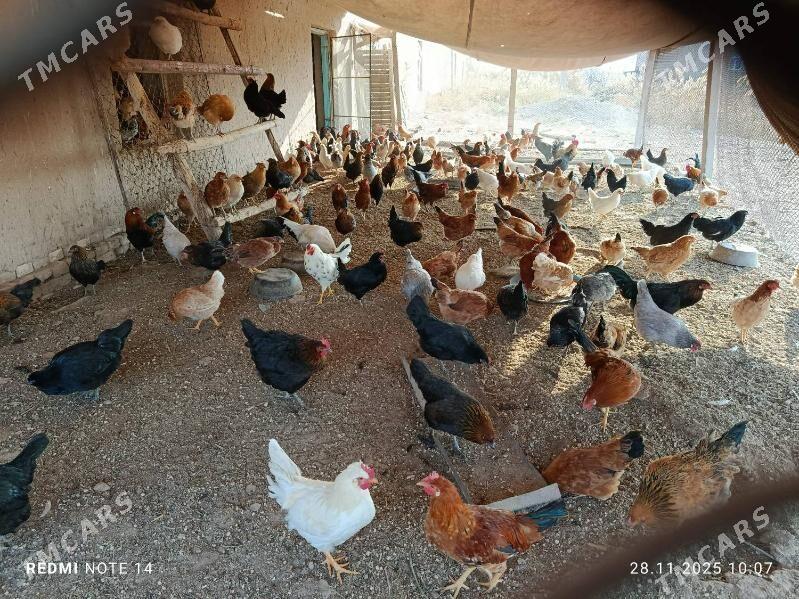 TOWUK - Ýolöten - img 3