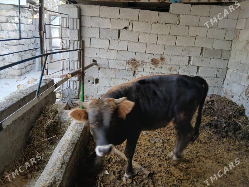 Okuz - Büzmeýin - img 6