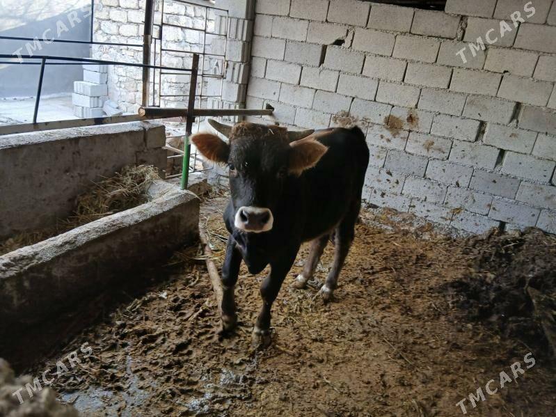 Okuz - Büzmeýin - img 5