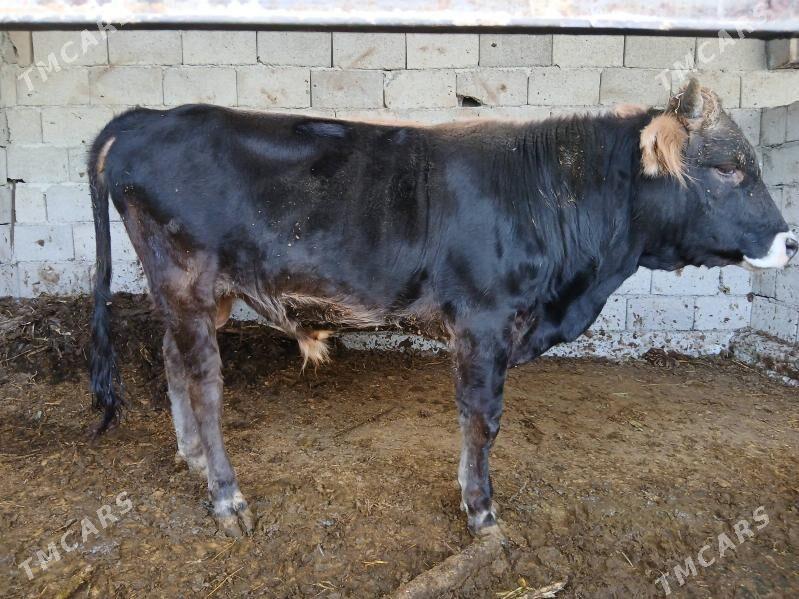 Okuz - Büzmeýin - img 1