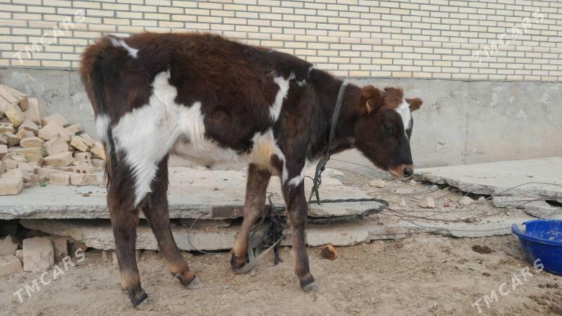 Galişteyin göle - Гызыларбат - img 2