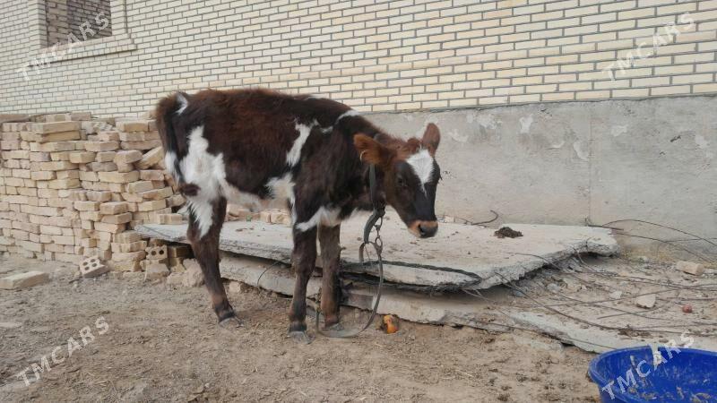 Galişteyin göle - Гызыларбат - img 3