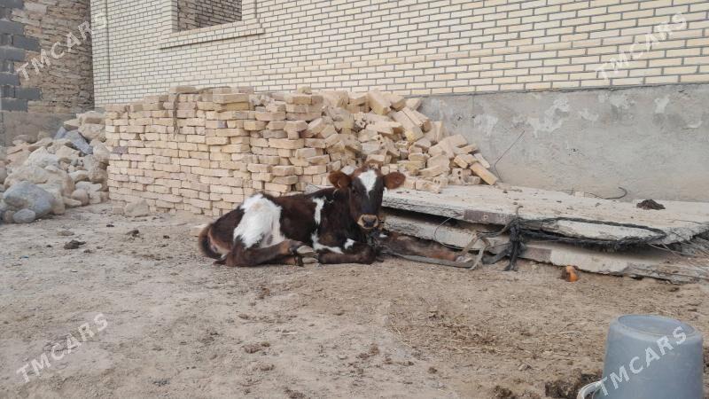 Galişteyin göle - Гызыларбат - img 4