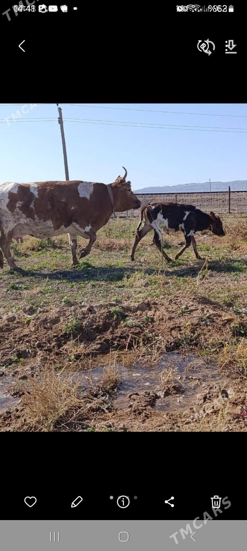 Galişteyin göle - Гызыларбат - img 6