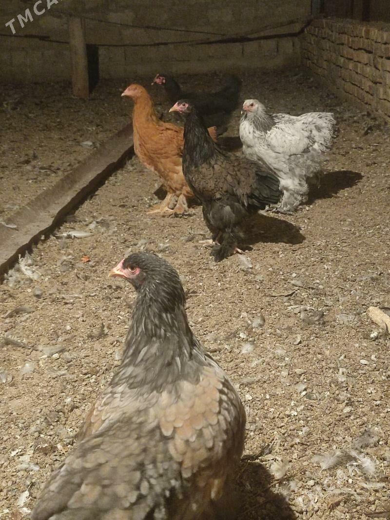 Towuk brama - Бузмеин - img 5