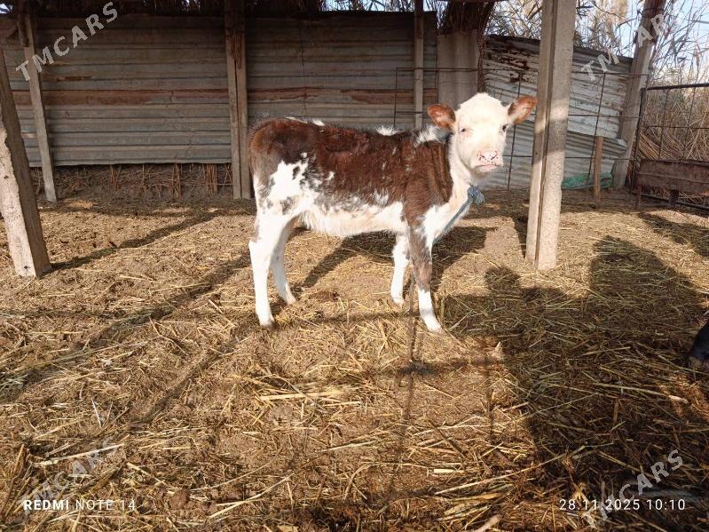 Göleli Sygyr - Ёлётен - img 3