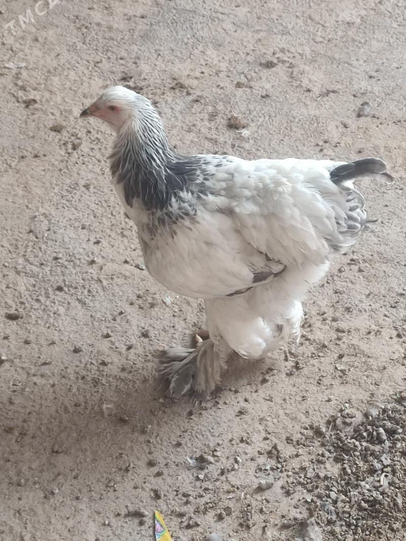 Towuk brama - Бузмеин - img 1