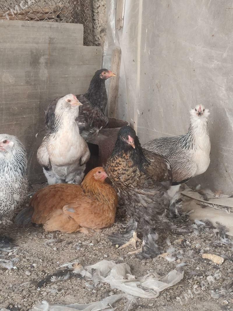 Towuk brama - Бузмеин - img 2