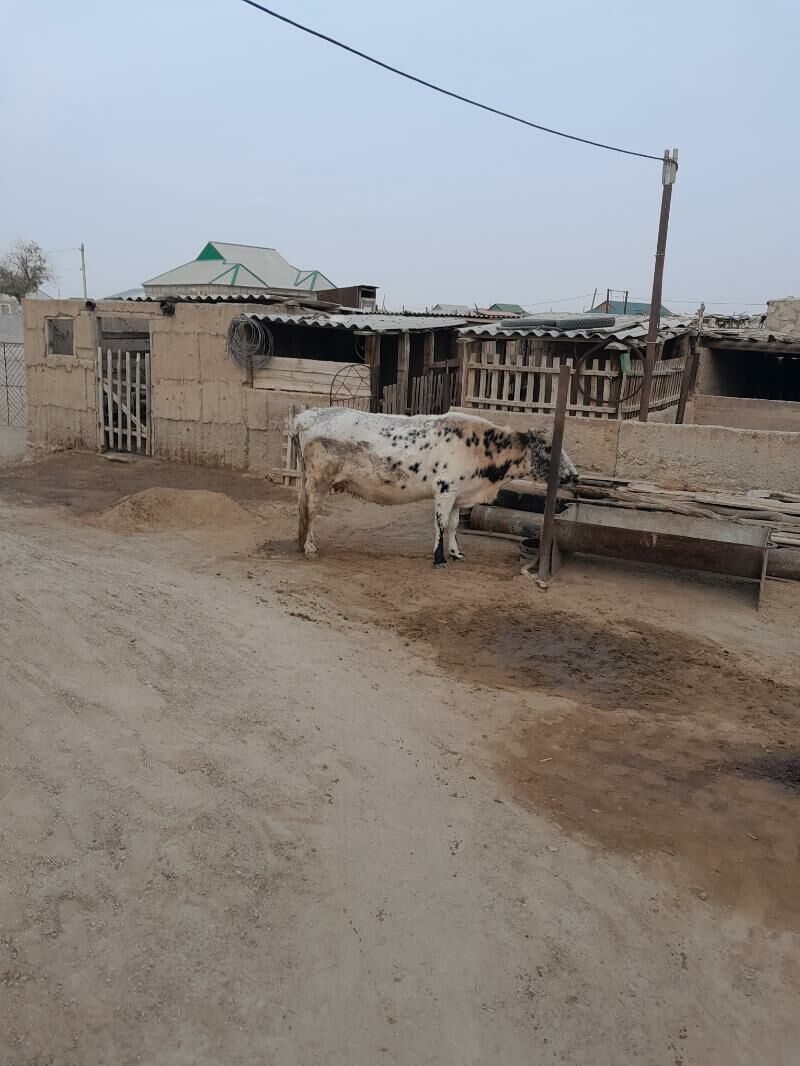 Sygyr. - Балканабат - img 1