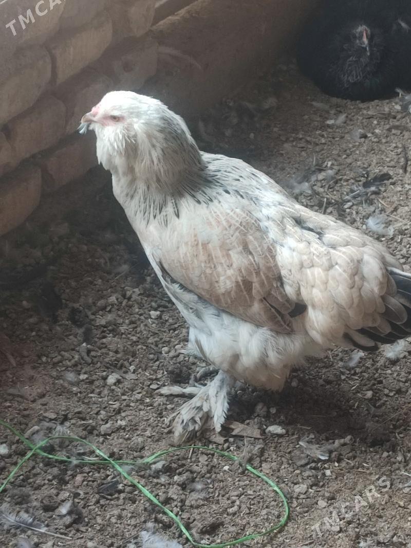 Towuk brama - Бузмеин - img 4