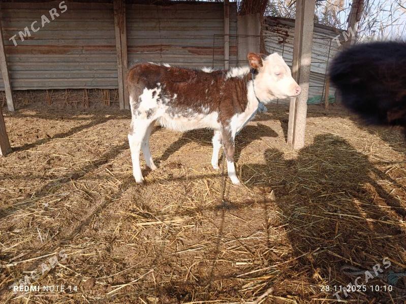 Göleli Sygyr - Ёлётен - img 5