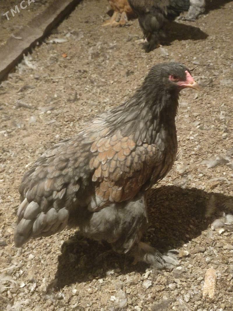 Towuk brama - Бузмеин - img 3