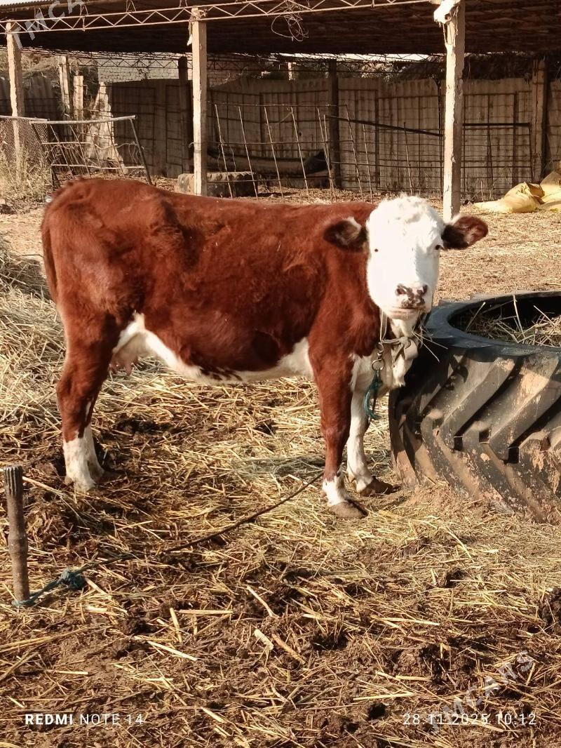 Göleli Sygyr - Ёлётен - img 2