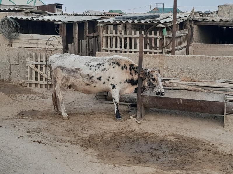 Sygyr. - Балканабат - img 2