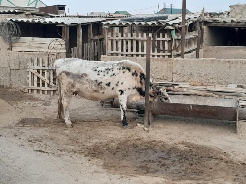 Sygyr. - Балканабат - img 4