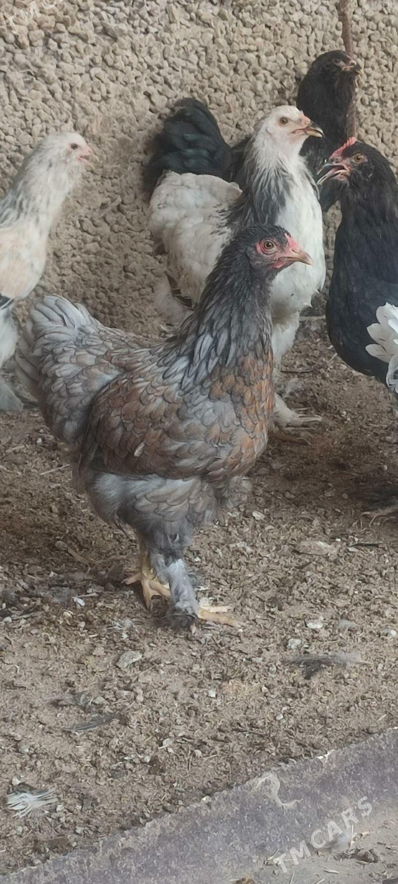 Towuk brama - Бузмеин - img 6