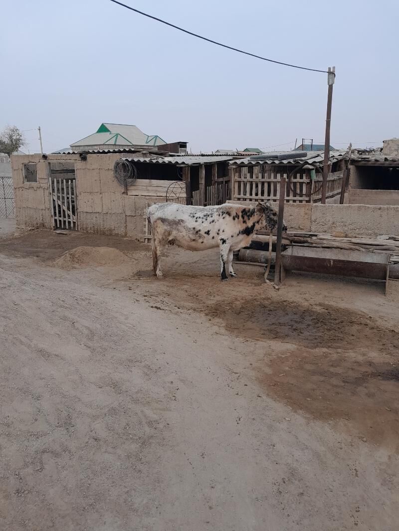 Sygyr. - Балканабат - img 3