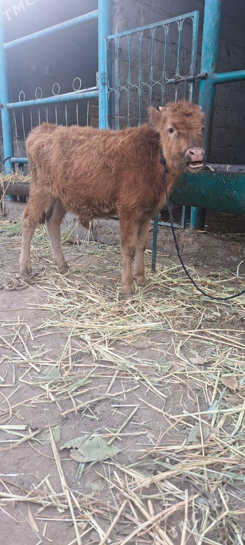 okuz - Багир - img 1