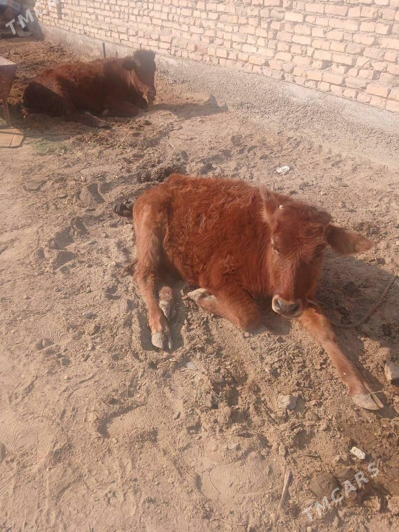 Gulajyn - Векильбазар - img 3