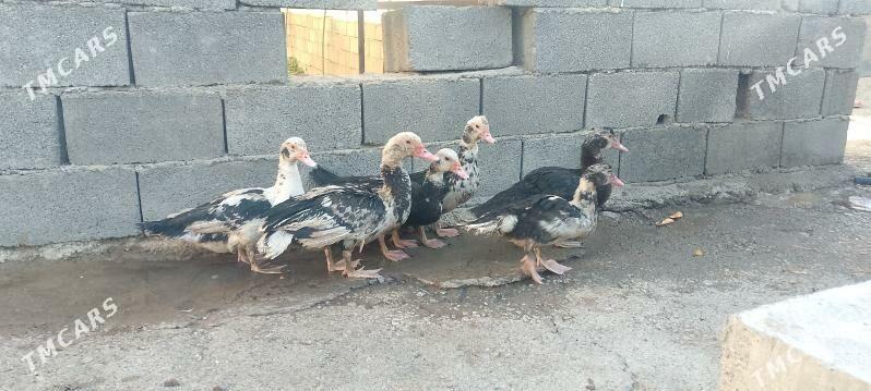 İndawutga - Бузмеин - img 2