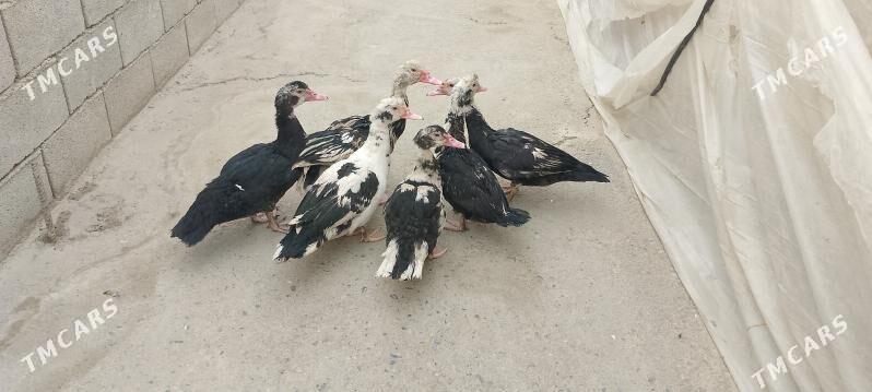 İndawutga - Бузмеин - img 3