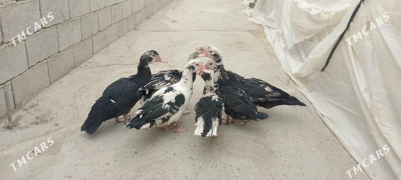 İndawutga - Бузмеин - img 1